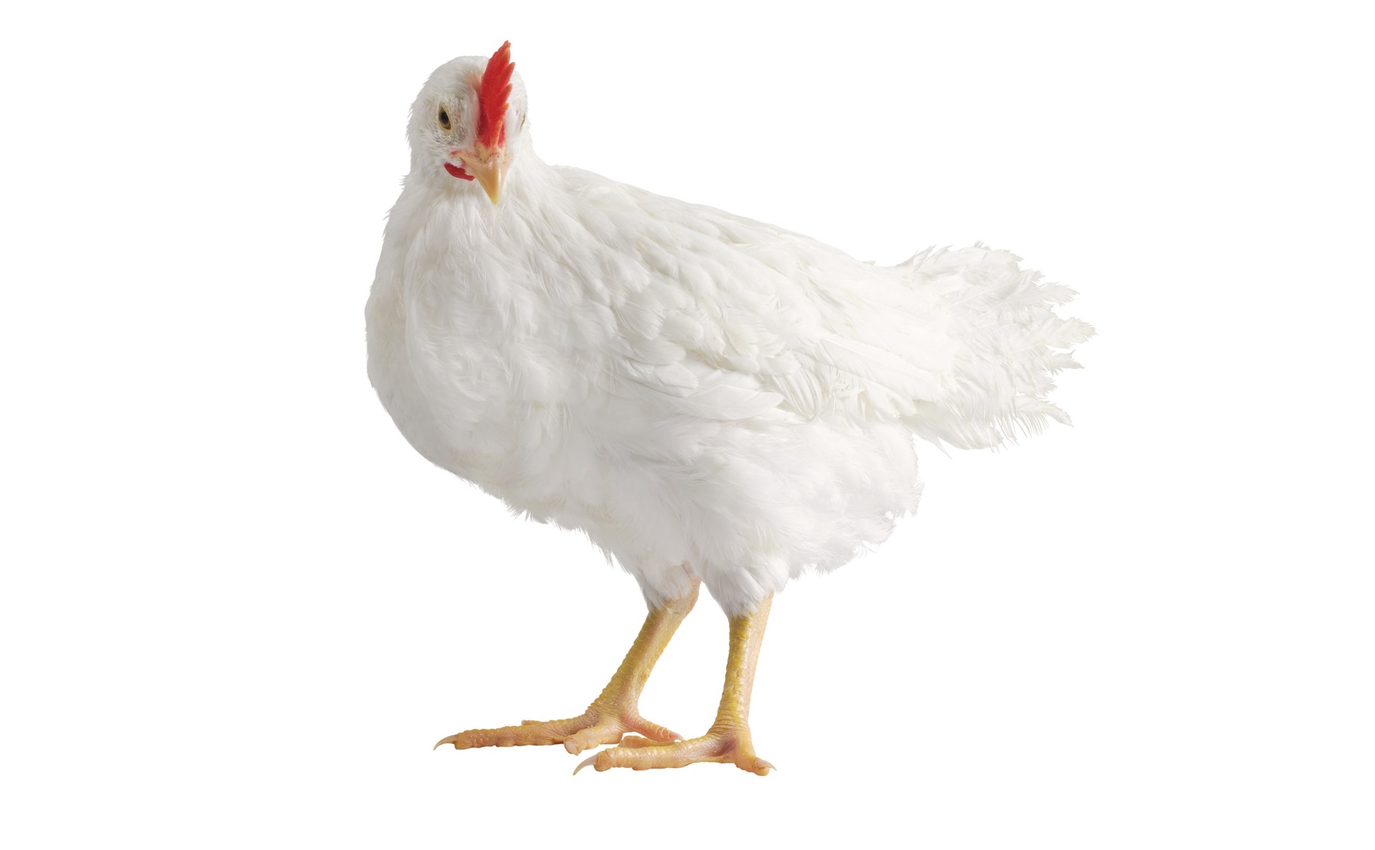 Qué son los pollos Broiler y por qué deberíamos evitarlos - Budito ®