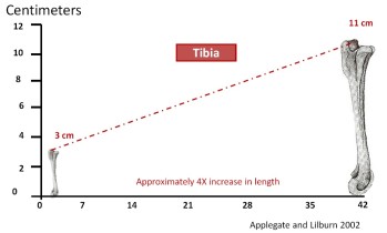 Figure 3. Tibia growth rate