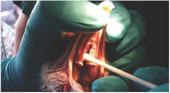 Swabbing the choanal (palatine) cleft is often an easier and cleaner option to tracheal swabbing.