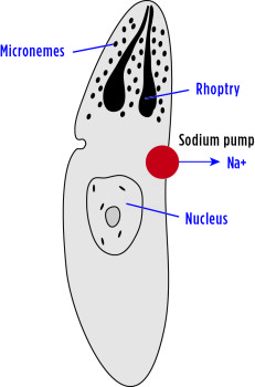Figure 1. The banana-shaped sporozoite contains an enzyme in the membrane (shown as a red circle) that operates the sodium pump, which pumps out sodium ions (Na+).