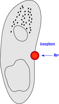 Figure 4. A sporozoite in the process of being killed by an ionophore. It has many large vacuoles containing water, and bursts. 