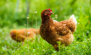 British vets question health, welfare of free-range chickens