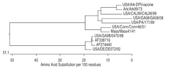Figure 1. Phylogenetic tree for IBV S1 amino acid sequences showing the relationships between different isolates. Numbers at each node of the tree represent percent similarity between the sequences. Viruses AF27440 and AF338716 are sister viruses showing the progression of evolution from DE/DE072/92 to GA98/0470/98.