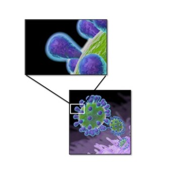 Figure 2. Spikes on the surface of IBV induce neutralizing antibodies and are different for each serotype.