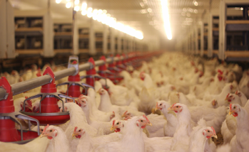 Leading welfare, food-safety groups urge chicken Industry to reduce antibiotics responsibly