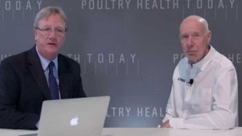 What’s causing 'woody breast' in poultry?
