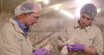 Poultry vets are latest focus of popular YouTube series
