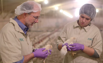 Poultry vets are latest focus of popular YouTube series