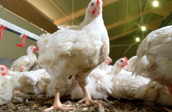 Will antibiotic-free trend make US broiler producers less competitive?