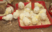 Chicks In Red Feeder 176x108