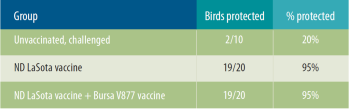 IBD V877 vaccine can break through maternal antibodies
