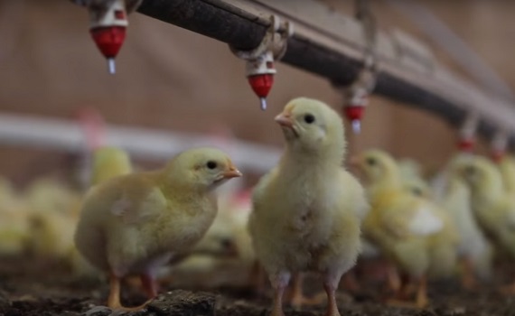 US Poultry E2P2 Program