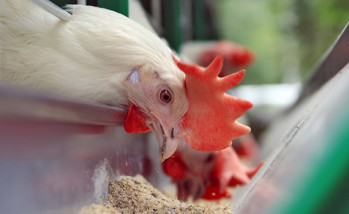 S. enteritidis shedding more frequent among hens in conventional cages