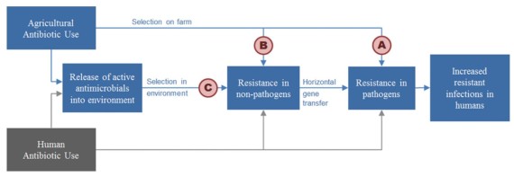Figure 1: Pathways by which AAU can cause increased resistant infections in humans (5).