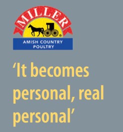 The bulk of Miller Poultry’s chicken is sold directly to retailers under its flagship brand, Miller Amish Country Poultry, which includes birds raised without antibiotics as well as a certified organic line. “When a company goes to the extent to put their own name on the product, it adds a whole different element. It becomes personal, real personal,” Miller says on the company website. Toward that end, his goal is to sell mostly to the retail grocery markets in the Midwest and build customer loyalty. Still, word gets around and in recent years demand for Miller Poultry’s products spread to other regions. Where they once sold to retailers in a 150-mile radius, Miller Poultry’s chicken can now be found in stores from new York city to new Mexico under the brands pine Manor Farms, crystal Valley and Katie’s Best, as well as Miller Amish Country Poultry. Half of Miller Poultry’s production is now air-chilled, a more expensive process than water chilling that proponents say results in more tender, flavorful meat and a crispier skin when cooked. As of July 2016, Miller added, all birds are raised on non-GMO diets. 