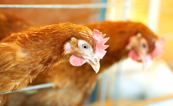 Coccidiosis, necrotic enteritis challenge cage-free layer systems