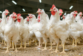 USDA, industry groups take issue with WHO’s statement on poultry antibiotics