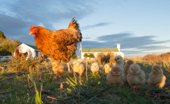 Commercial and backyard poultry production: Bringing two worlds together for better biosecurity