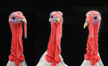 Lack of medications, veterinarians hamper turkey industry
