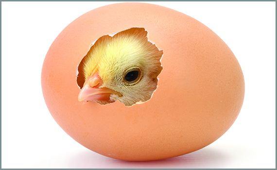 egg hatching