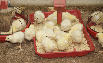 More amino acids, feed aid broiler chicks vaccinated for coccidiosis