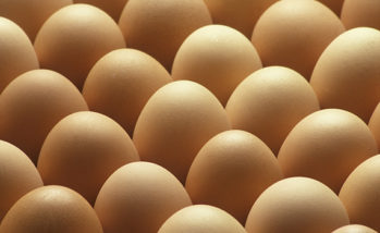 Blackhead disease causes reduced egg production in layer hens