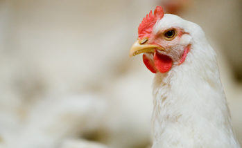 Controlling coccidiosis helps prevent histomoniasis in broiler pullets