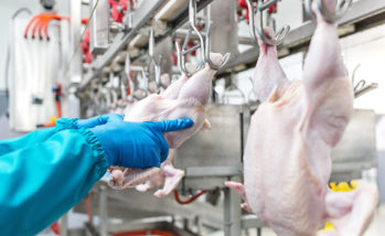 USDA poultry inspections can help improve live production, processing