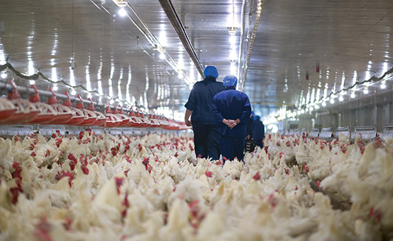 Contract Poultry Growers