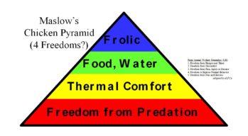 Maslow’s Pyramid: Self-actualization for chickens?