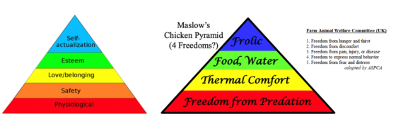 Maslows Chicken Pyramid 570x168