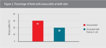 Vaccination with Poulvac® E. coli yields economic benefits in broilers