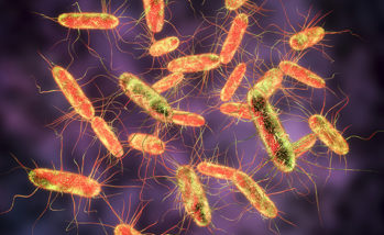 Salmonella bacteria. S. typhi, S. typhimurium and other Salmonella