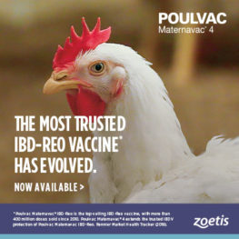 New Poulvac Maternavac® 4 vaccine formulated to address contemporary field challenge