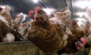 Managing the health challenges of moving to free-range egg production
