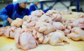 New avian leukosis rule expected to reduce waste, improve efficiency for processing plants and FSIS