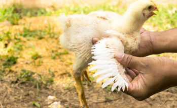 Young broiler chicken or Chicken in the hands of farmers in anim