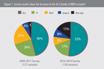 AL2 variants now account for more than half of IBDV field isolates in broilers