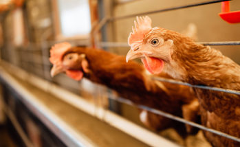chicken in cages of an industrial farm, growing chickens in the