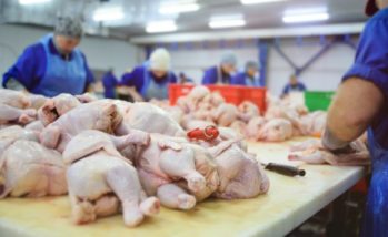 Histopathology helping poultry plants use science to defend carcasses, minimize condemnations