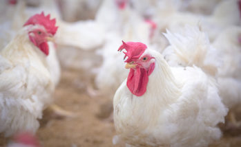 Tips for uncovering toxicity in poultry flocks