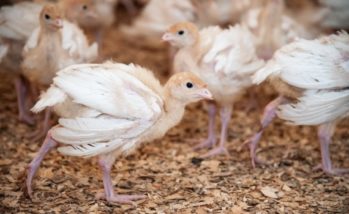 Incubation key to preventing leg problems in turkey poults