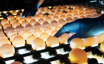 Poultry farm. The blue-gloved hand of a worker checks the eggs for microcracks in a special backlit bunker. Industrial egg production line.