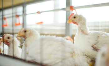 aising broiler chickens. Adult chickens sit in cages and eat compound feed