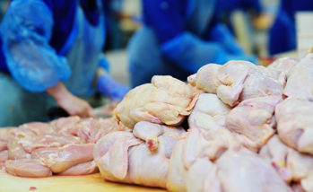 Plant for processing poultry in the food industry.
