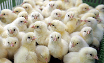 Large group of young chickens in green plastic box on poultry fa