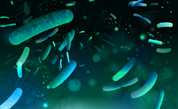 Gut microbiota changes linked to E. coli vaccination may support gut health, broiler immune response