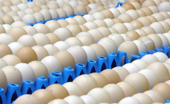Eggs on trays. Hatchery. Poultry. Chicken. Food industry.