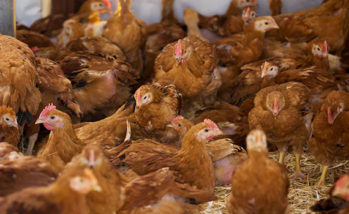 Chickens on poultry farm
