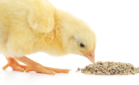 Feed ingredients and feed have been shown to be sources of Salmonella Enteritidisfor broilers and broiler breeders.